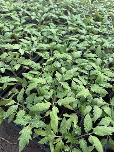 Рассада овощей: Помидоры