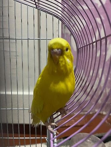 Үй жаныбарлары үчүн товарлар: Волнистые попугаи с комплектом клетки и аксессуаров. - Пара волнистых — 1