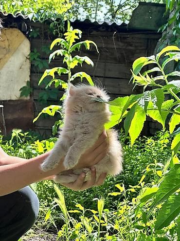 кошка сибирская: Два мальчика, отец привозной, породистые сибирские котята😍Пушистые — 1
