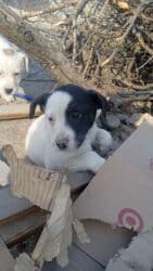 декоративные кролик: Бишкек: 🐶 Замечательные щенята ищут дом! Возраст: 3 месяца Порода — 2