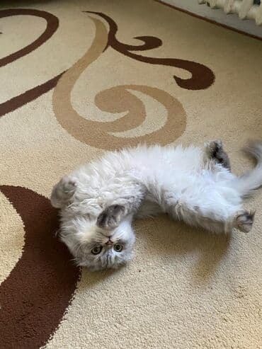 голая кошка сфинкс цена: Скотиш Фолд (Шотландская вислоухая), 1 год, Мальчик, Серый, Приучена к лотку — 4