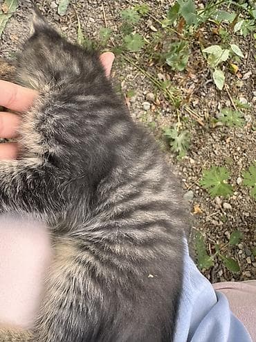 Мышыктар: Мышык бекер берилет: Ангор, 2 айлык, Эркек, Аргын — 4
