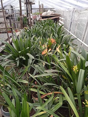 шаровидные хризантемы: Кливия оранжевая (Clivia miniata) из теплицы - Многолетнее — 3