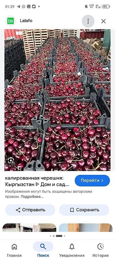чели: 400 кг майский черешня (гилас) сатабыз Бишкеке чейин жеткириб беребиз — 1