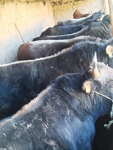 Продаю | Бык (самец) | Полукровка | На забой | Привязанные