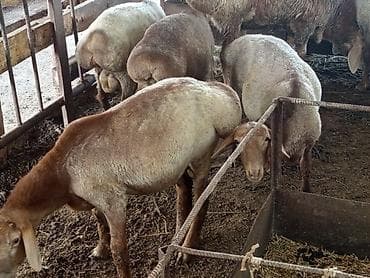 животные бараны: Продаю | Баран (самец) | На забой — 6
