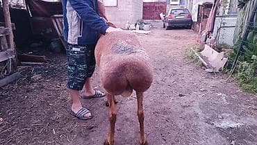бирки для баранов: Продаю | Баран (самец) | Для разведения — 6
