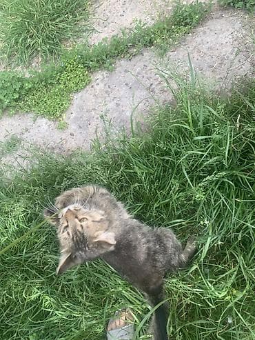 коты бесплатные: Кошка даром: Беспородная, 6 месяцев, Девочка, Приучена к лотку — 8