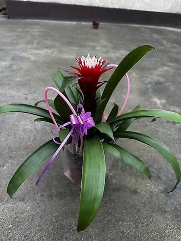 комнатные цветы оптом бишкек: Комнатные цветы в горшках и подарочных корзинках — 5