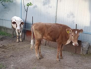 Продаю | Корова (самка), Тёлка, Музоо, торпок | Алатауская | Для разведения
