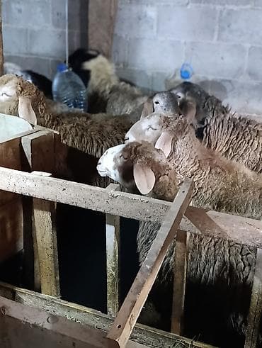 голубая вислоухая кошка: Продаю | Овца (самка) | Для разведения | Осеменитель — 1