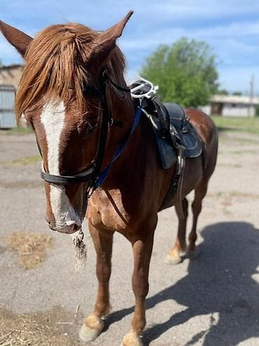 продаю лошадь: Продаю | Конь (самец) | Конный спорт — 4