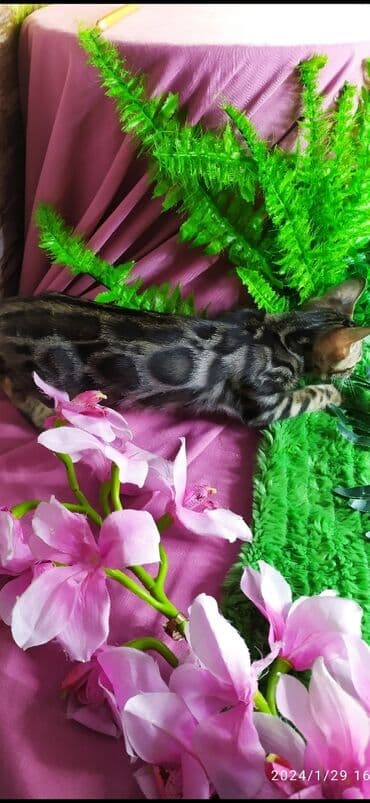 новорожденные котята: Друзья !!! питомник Бен Гла Мур с радостью предлагает новый помет. от — 5