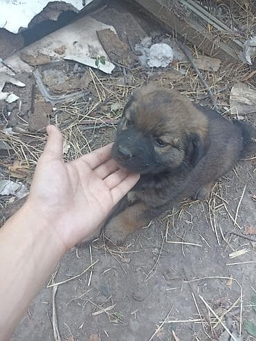 Отдам в хорошие руки бесплатно Щенки дворянской породы - Возраст — 2