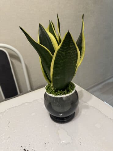 растения комнатные: Пальмы(Хомедория),замиокулькасы(доллар) Зензи,черный доллар,зеленый — 2