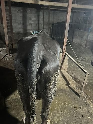 матки пчел: Продаю | Корова (самка) | Для молока | Привязанные — 2