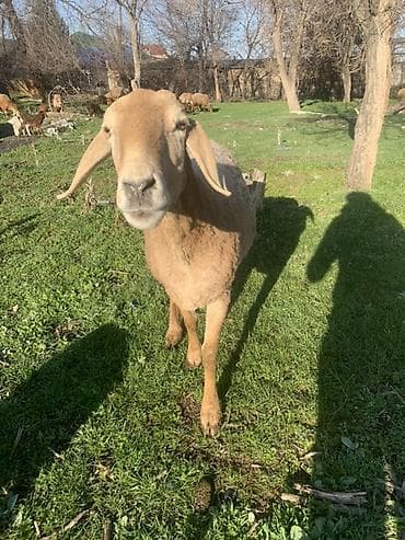 продаю жеребца: Продаю | Овца (самка) | Романовская | Для разведения | Матка — 1