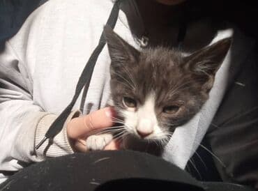 домашние кошки: Котёнок серый тигровый (мраморный табби) - Окрас: серо-коричневый с — 8