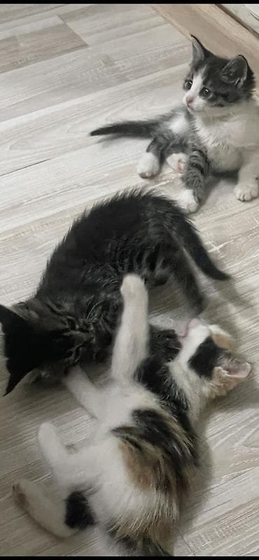 мышык кошка: Котята, домашний помёт. Описание: - Возраст на фото: примерно 1,5–2 — 2
