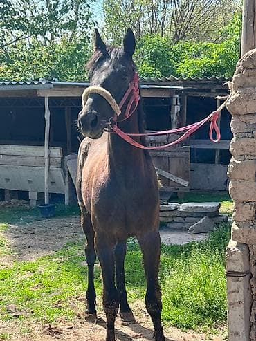 Продаю | Жеребец | Конный спорт