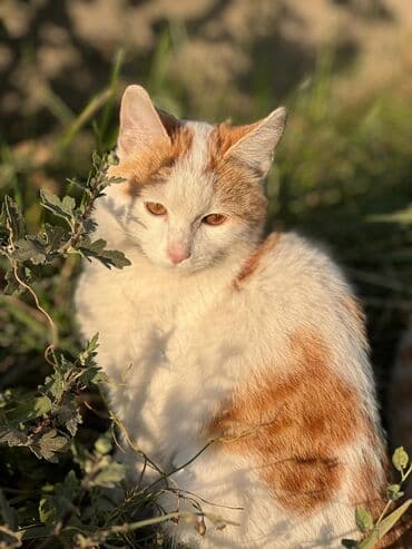 чип для животных: Грибы Шампиньоны — 1