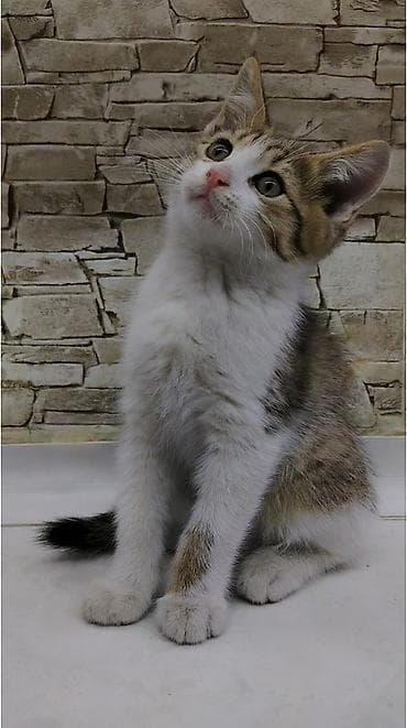 где можно взять кошку: Котёнку 2 месяца, к лотку приучен ещё с первого месяца. Кушает корм — 7