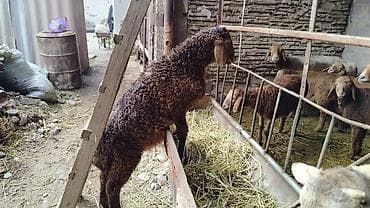 продаю баран: Продаю | Баран (самец) | Для разведения — 3