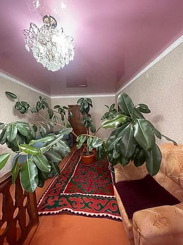 абой сатылат: Продаю большой домашний цветок фикус — 2