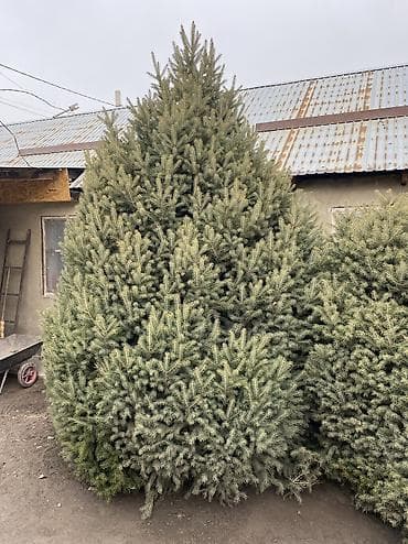 Бакча эмереги: Көчөттөр дарактардын: Карагайлар, Акылуу жеткирүү — 3