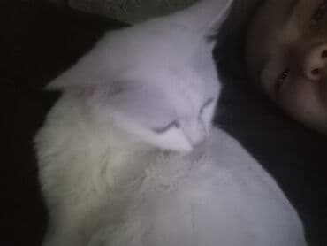Мышыктар: Продаю белого кота 9 месяцев. Вместе с кормом 5 кг корма и расческа — 2