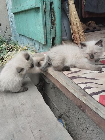 возьму котят: Очаровательные сиамские котята,пушистые девочки. Крысоловы.Пятнистый — 4