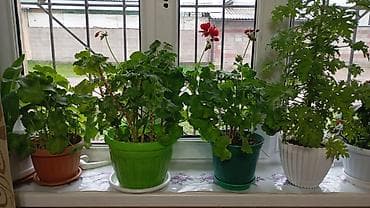 пеларгони: Комнатные растения в горшках - Пеларгония (герань) — несколько — 1