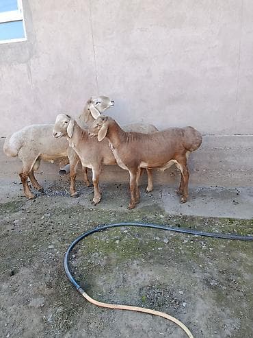 шотландская кошка бишкек: Продаю | Баран (самец) | Арашан | Для разведения — 5