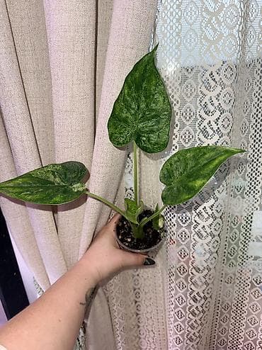 алоказия купить: Продаю разные алоказии. Детки, клубни, взрослые. Цены разные. Вотсап — 8