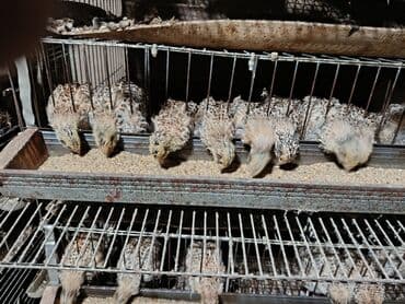 Перепел :, Самовывоз