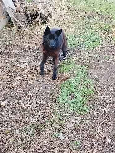 продажа собак в бишкеке: Собака среднего размера, короткошерстная, черно-рыжего окраса. Прямые — 2