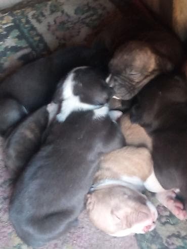 питбуль: 1 месяц, Самец, С родословной — 3