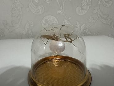 Активный и здоровый богомол. Отличный экзотический питомец — 1