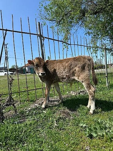 ангус купить: Продаю | Бык (самец), Музоо, торпок | На откорм — 2