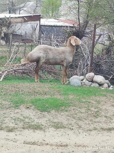 улуу тоо: Сатам | Ургаачы кой (ургаачы) | Көбөйтүү үчүн | Асыл тукумдуу — 2