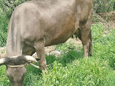 продаю телок: Продаю | Корова (самка) | Швицкая | Для молока | Привязанные — 3