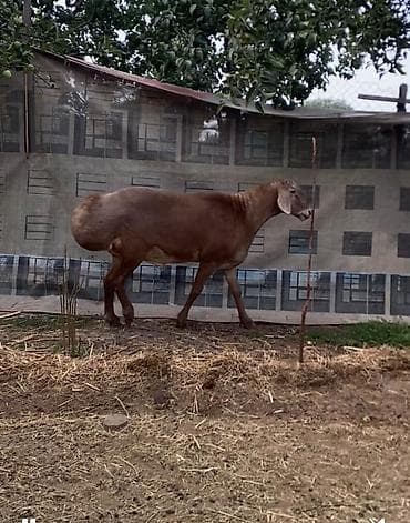 хамелеон животное: Продаю | Баран (самец) | Арашан | Для разведения | Осеменитель — 2