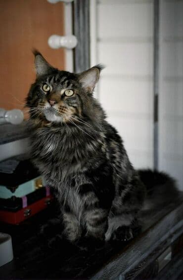 отдам машину в хорошие руки бесплатно: Кошка даром: Мейн-кун, 2 года, Мальчик, Проглистована, С прививками, Кастрирована — 1