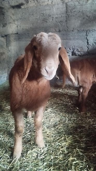 парода уйлар: Продаю | Ягненок | Арашан | Для разведения | Осеменитель — 2