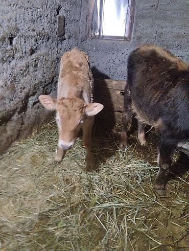 уй жаныбар: Сатам | Уй (ургаачы) | Көбөйтүү үчүн — 2