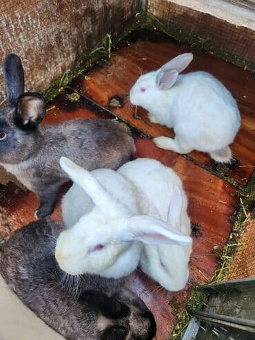 Аквариумы: Продаю | Крольчата | Для разведения | Племенные — 2