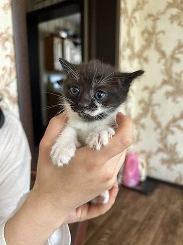 коты город ош: Котята домашние, помет из нескольких малышей: - Окрас: сплошной серый — 5