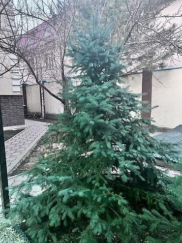 новогодняя ель: Продаю елки, очень пышные и красивые, длина около 2 метров, продам — 3