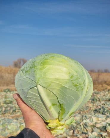 уголь кара кече бишкек цена: Капуста Ак капуста — 3