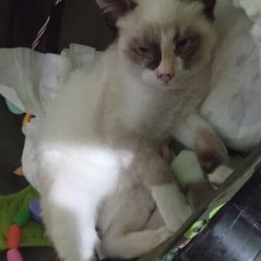 сиамская голубая кошка: 2 месяца, Девочка, Биколор, Приучена к лотку — 1